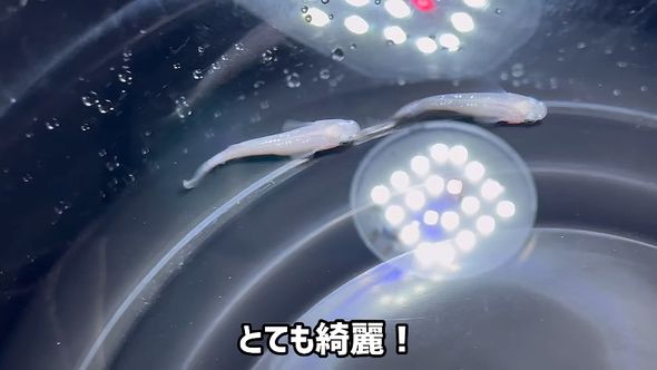 アクアリウムの福袋に入っていたメダカの品種スノーホワイト