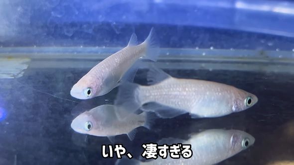 アクアリウムの福袋に入っていたスノーホワイトを横から見る