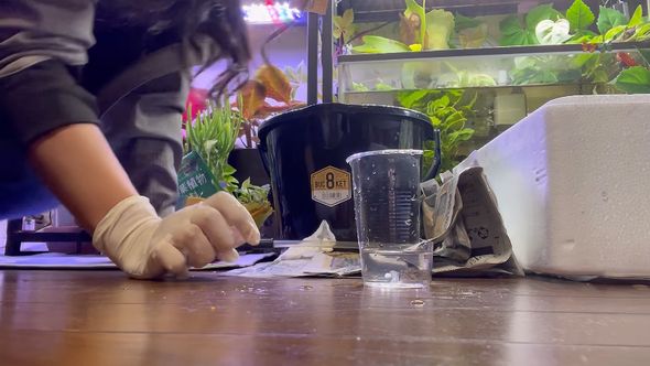 アクアリウムの福袋に入っていたコリドラスの体をチェック