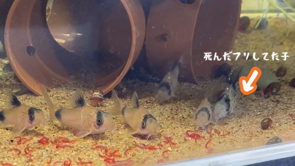 コリドラス・パンダと一緒に食事するコリドラス・パンク