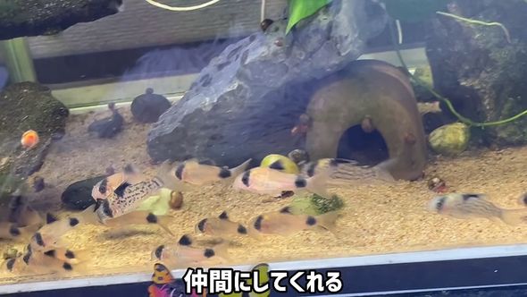 水槽内で一緒に泳ぐコリドラス・パンダとコリドラス・パンク