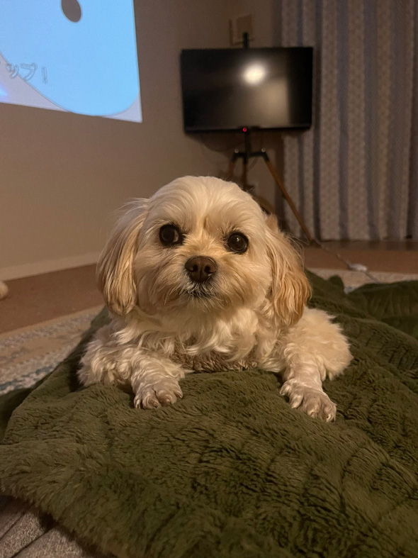 タイツ芸なワンコ