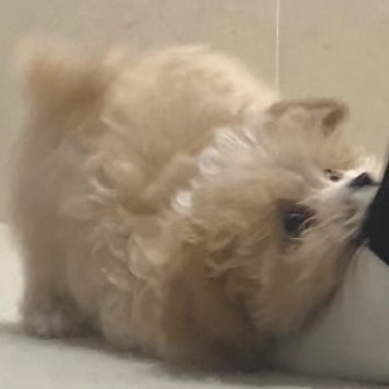 絶対に行かせたくない子犬