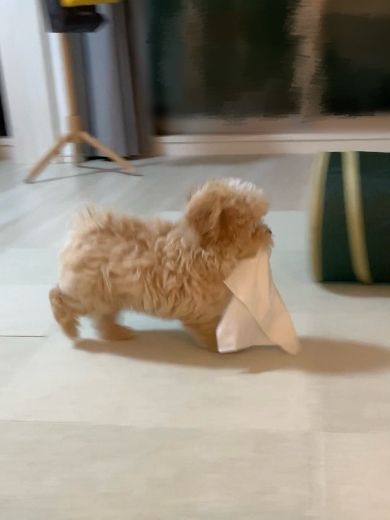 絶対に行かせたくない子犬