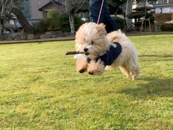 絶対に行かせたくない子犬