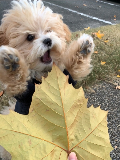絶対に行かせたくない子犬