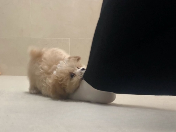 絶対に行かせたくない子犬