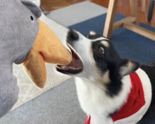 コーギーとハシビロコウのパペット