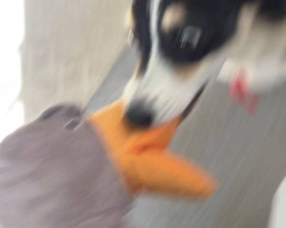 コーギーとハシビロコウのパペット