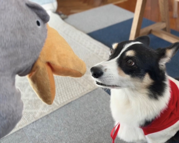 コーギーとハシビロコウのパペット