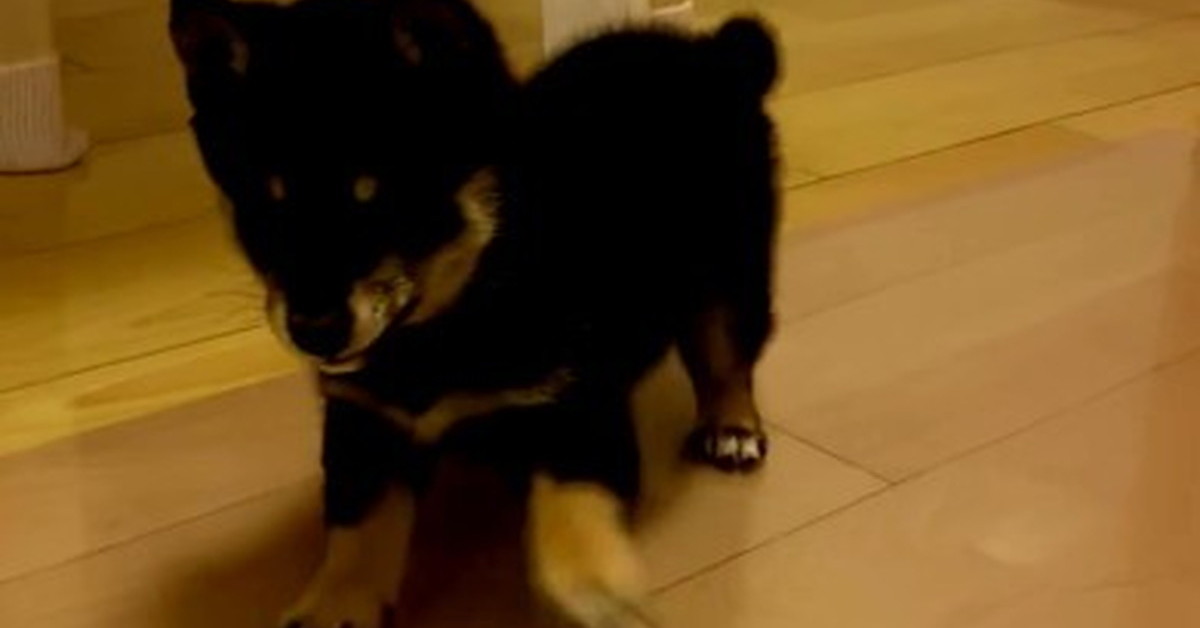 子柴犬「こんな感じでしゅか？」　まだ幼いワンコに“ふせ！”をしてみた結果が100万表示「ダイナミックで好き」「これ何回も見ちゃう」（1/3） | 犬 ねとらぼ