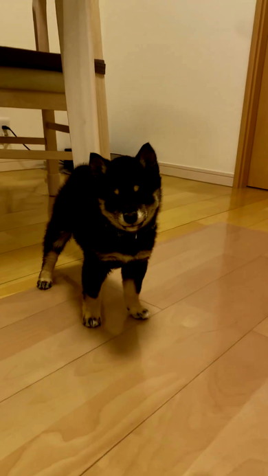 飼い主指示聞く柴犬