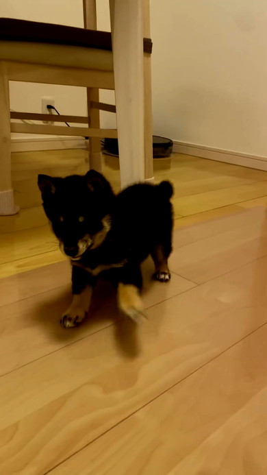 伏せする子柴犬