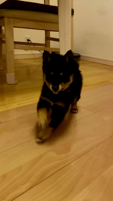 伏せする子柴犬