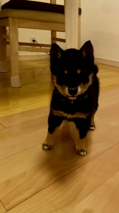 立ち上がる柴犬