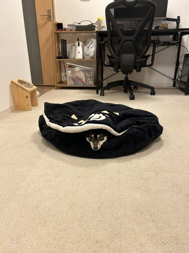 ごまちゃんベッド