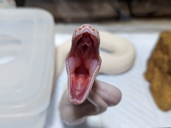 口を大きく開けたヘビの口内の写真