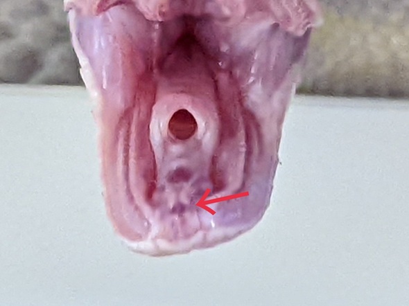 画像2枚目のヘビの舌が収納されている小さな穴
