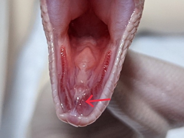 画像1枚目のヘビの舌が収納されている小さな穴