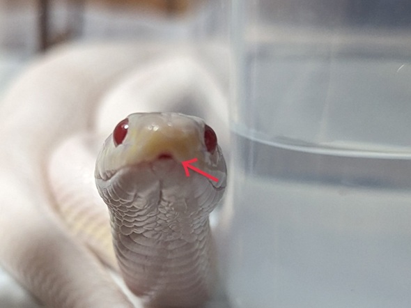 ヘビは匂いを嗅ぐとき口を閉じる