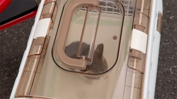 キャリーの中の子猫