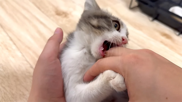 手に甘噛みする子猫