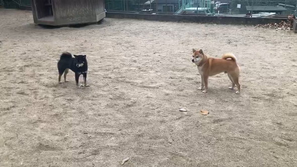 遊ぼうとしている柴犬たち