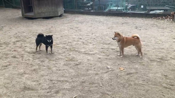 遊ぼうとしている柴犬たち