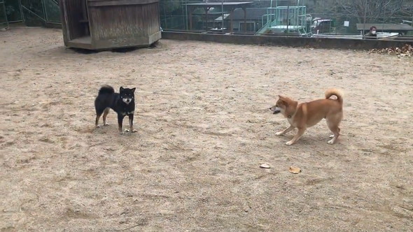 遊ぼうとしている柴犬たち
