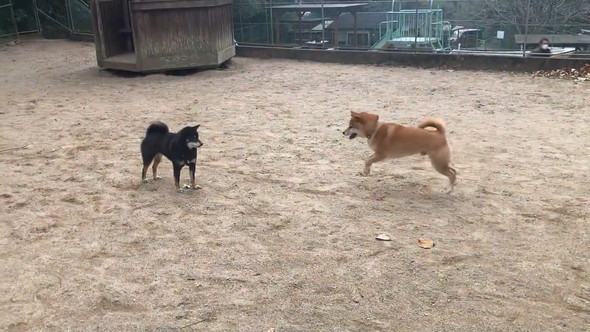 遊ぼうとしている柴犬たち