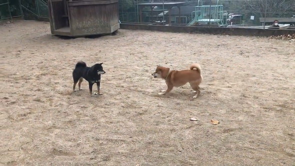 遊ぼうとしている柴犬たち