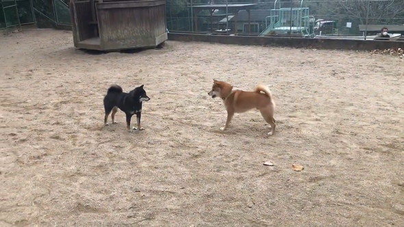 遊ぼうとしている柴犬たち