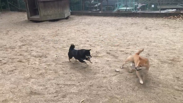 遊ぼうとしている柴犬たち