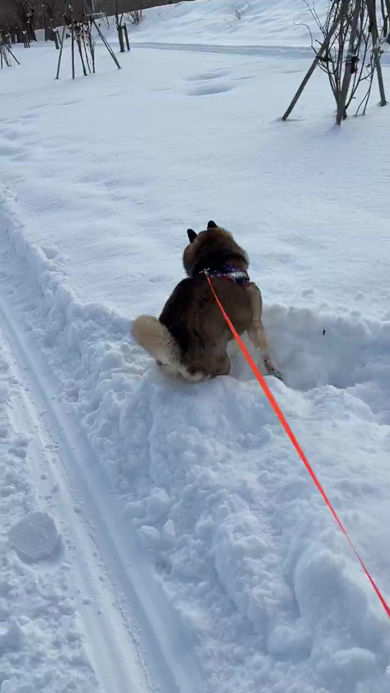 公園に来た柴犬