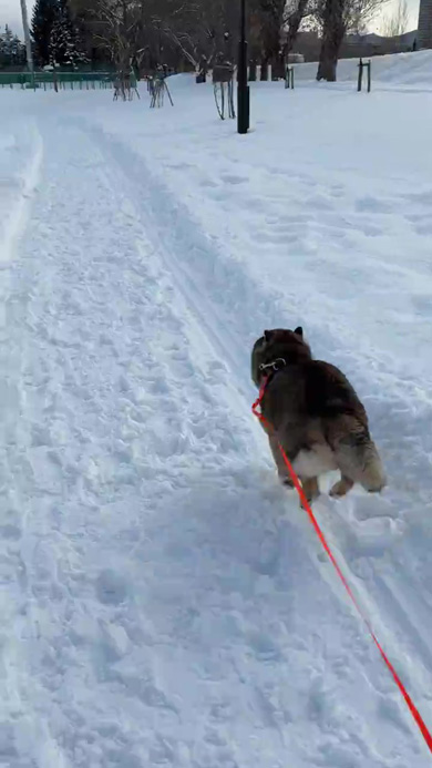 ダッシュし始める柴犬