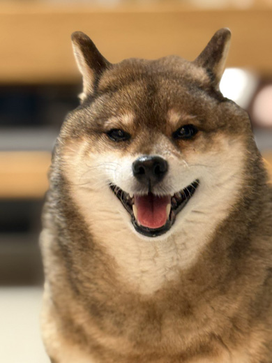 笑顔の柴犬