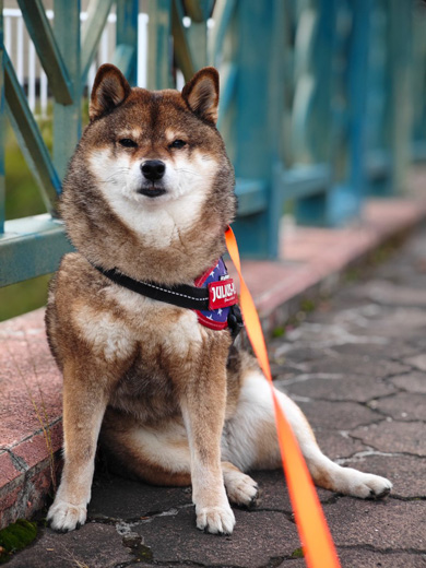 ポーズを取る柴犬