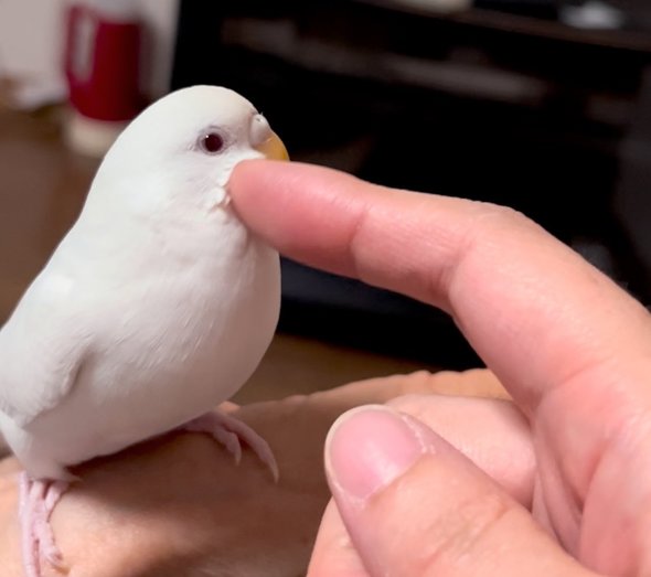 ケージに戻りたくなくて怒るインコ