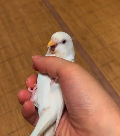 足も使って必死に抵抗をするインコ