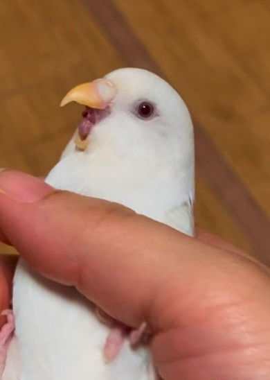 ケージに戻りたくなくて怒るインコ