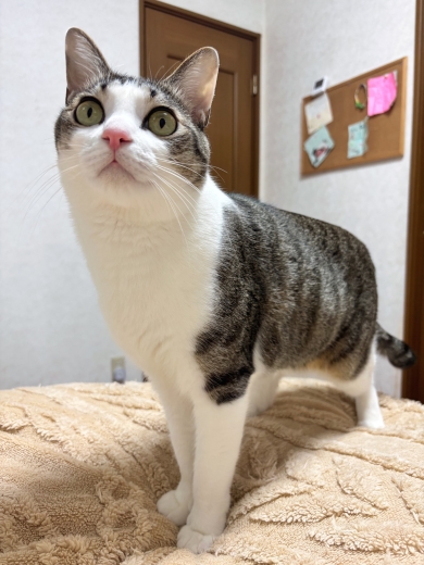 行方不明の猫に聞かせる「夜食のシーバ」