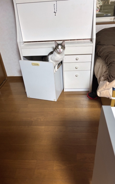 行方不明の猫に聞かせる「夜食のシーバ」