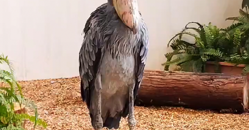 鳥がいく 楽天市場】A+ (アクセントプラス) あつまれとりさん 掛け時計