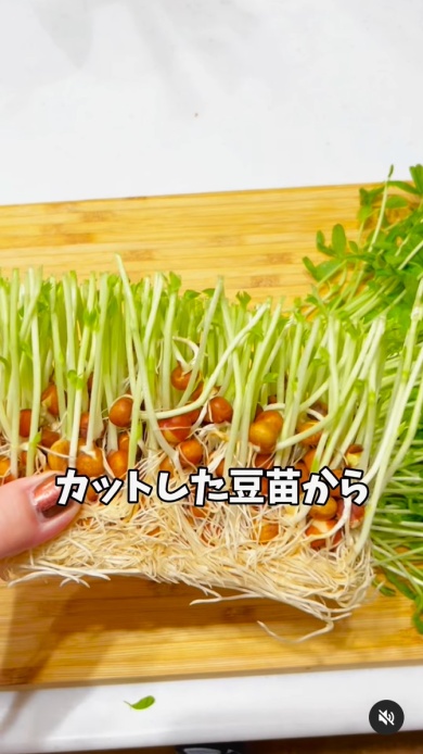 残った豆苗の根っこ