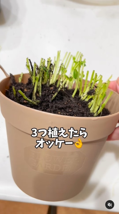 プランターに3つ植える