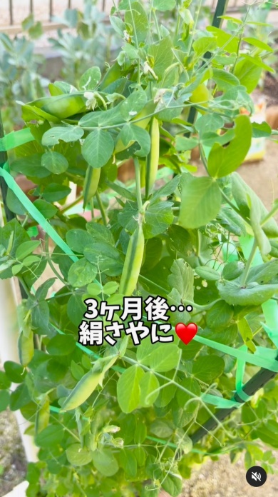 絹さやがなってきた