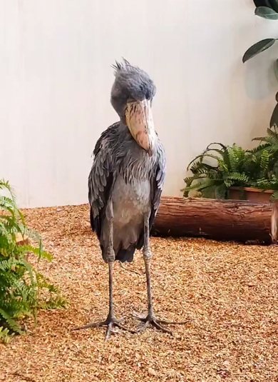 松江フォーゲルパークで暮らすハシビロコウ