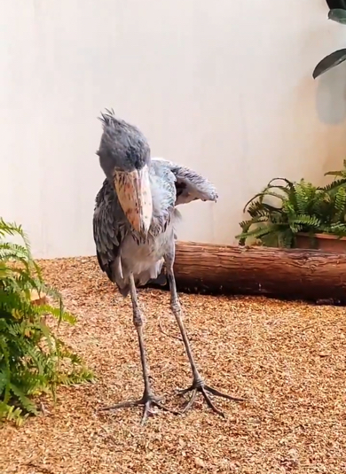 スローな動きで大きな体を傾けたハシビロコウ