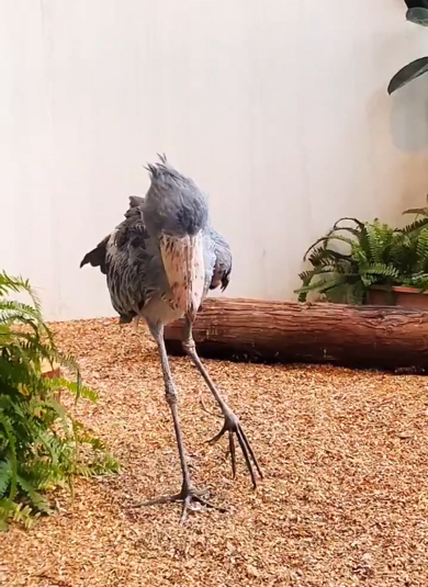 ゆっくり元の体制に戻るハシビロコウ