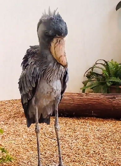 鳥がいく 楽天市場】A+ (アクセントプラス) あつまれとりさん 掛け時計